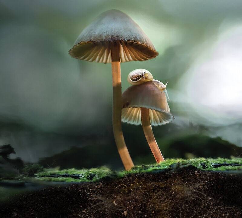 Wild about Film: Fantastic Fungi